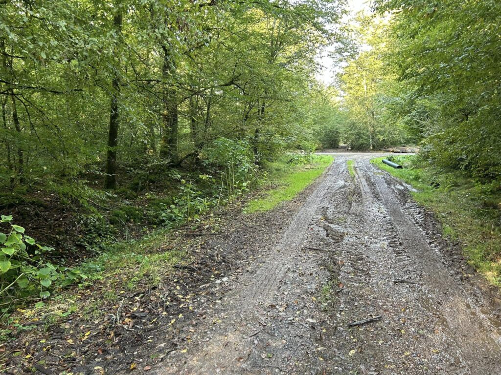t-p-j.fr - chemin de bois boueux et humide